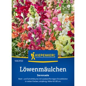 Löwenmäulchen 'Serenade'