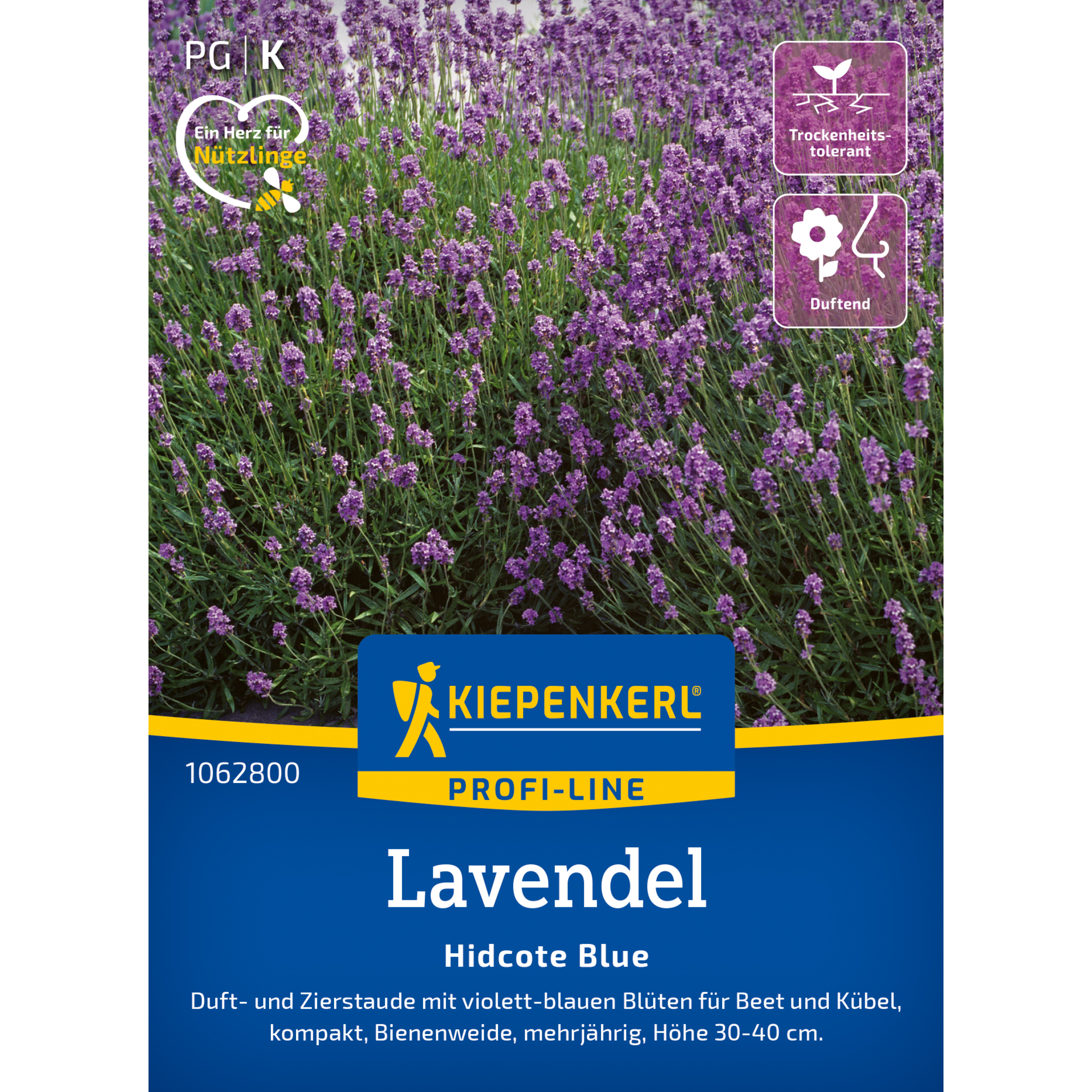 Lavendel 'Hidcote Blue'