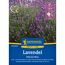Lavendel 'Hidcote Blue'