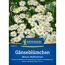 Gänseblümchen 'Wiesen-Maßliebchen'
