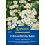 Gänseblümchen 'Wiesen-Maßliebchen'