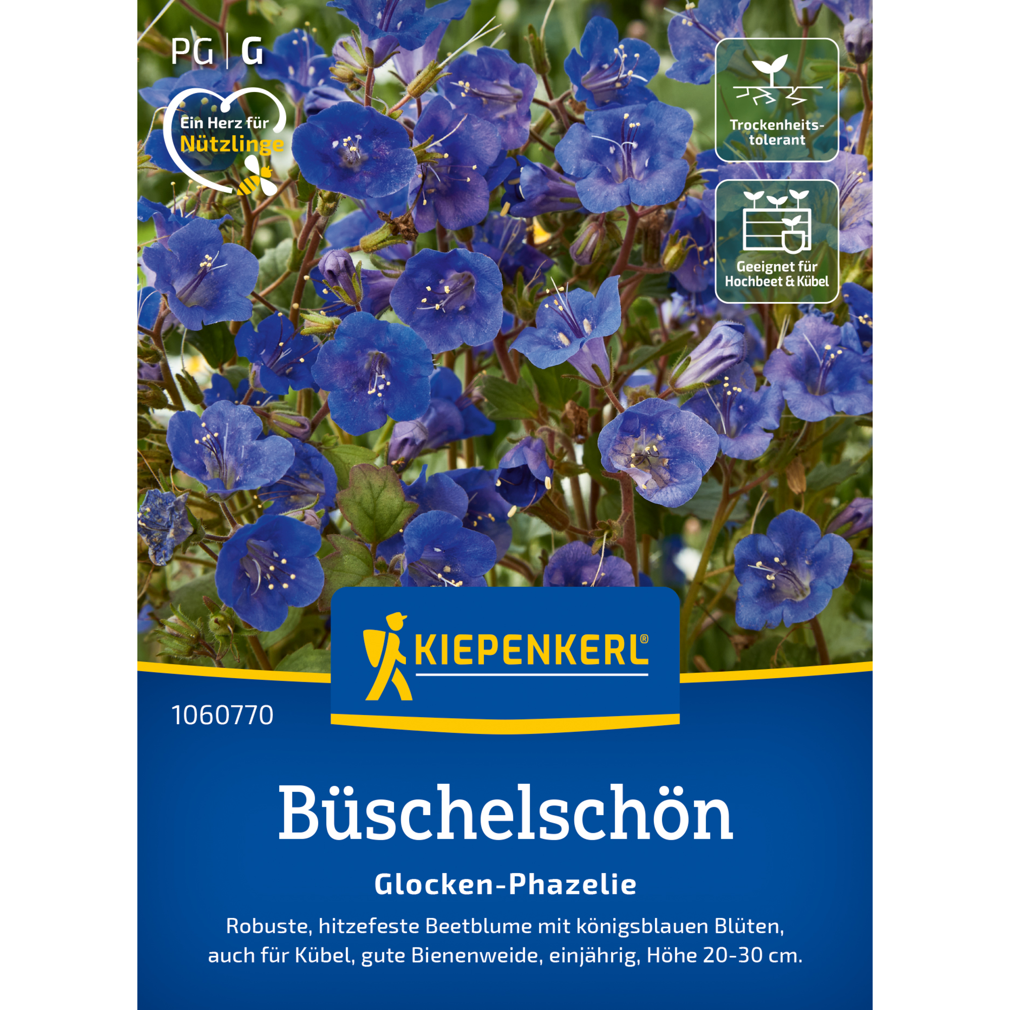 Büschelschön 'Glocken-Phazelie'