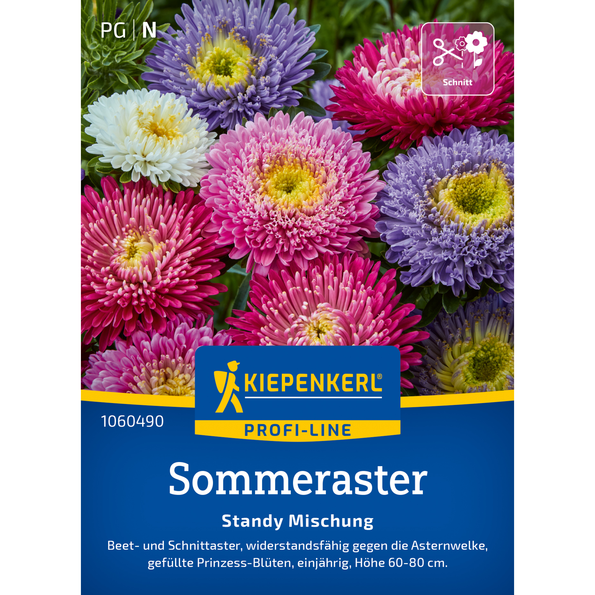 Sommeraster 'Standy Mischung'