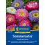 Sommeraster 'Standy Mischung'