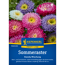 Sommeraster 'Standy Mischung'