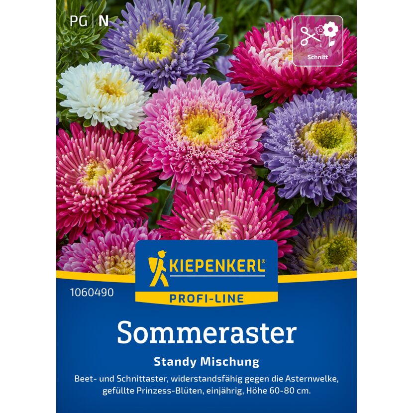 Sommeraster 'Standy Mischung'