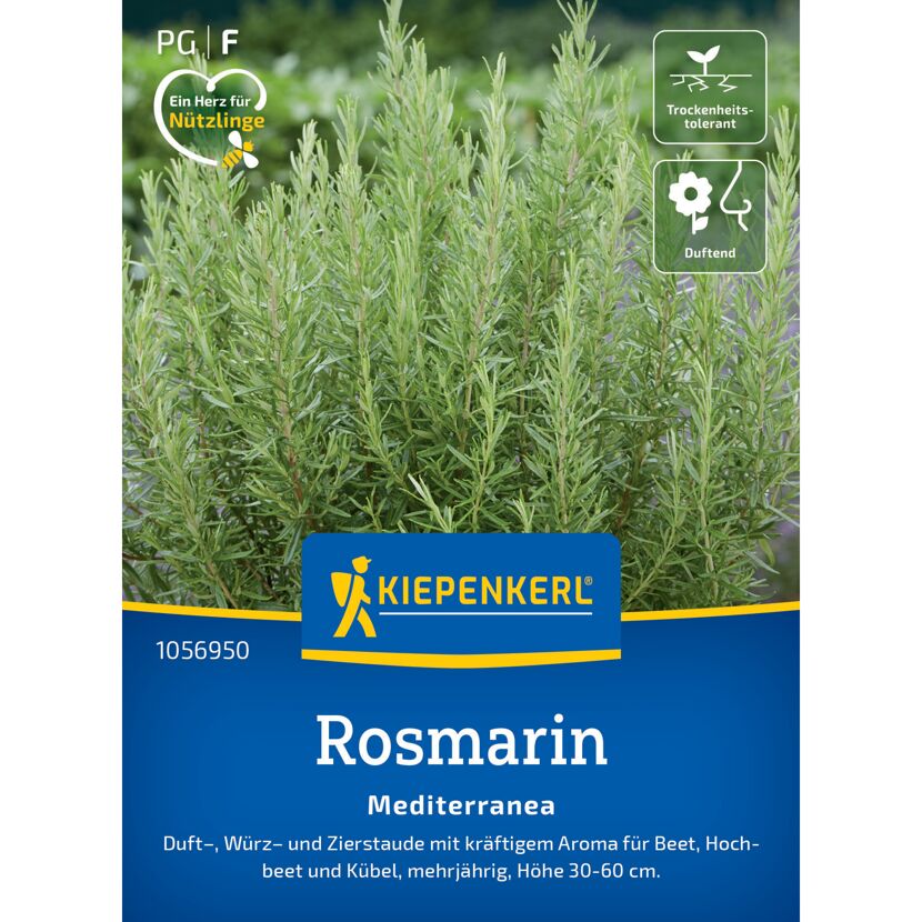 Rosmarin 'Mediterranea'