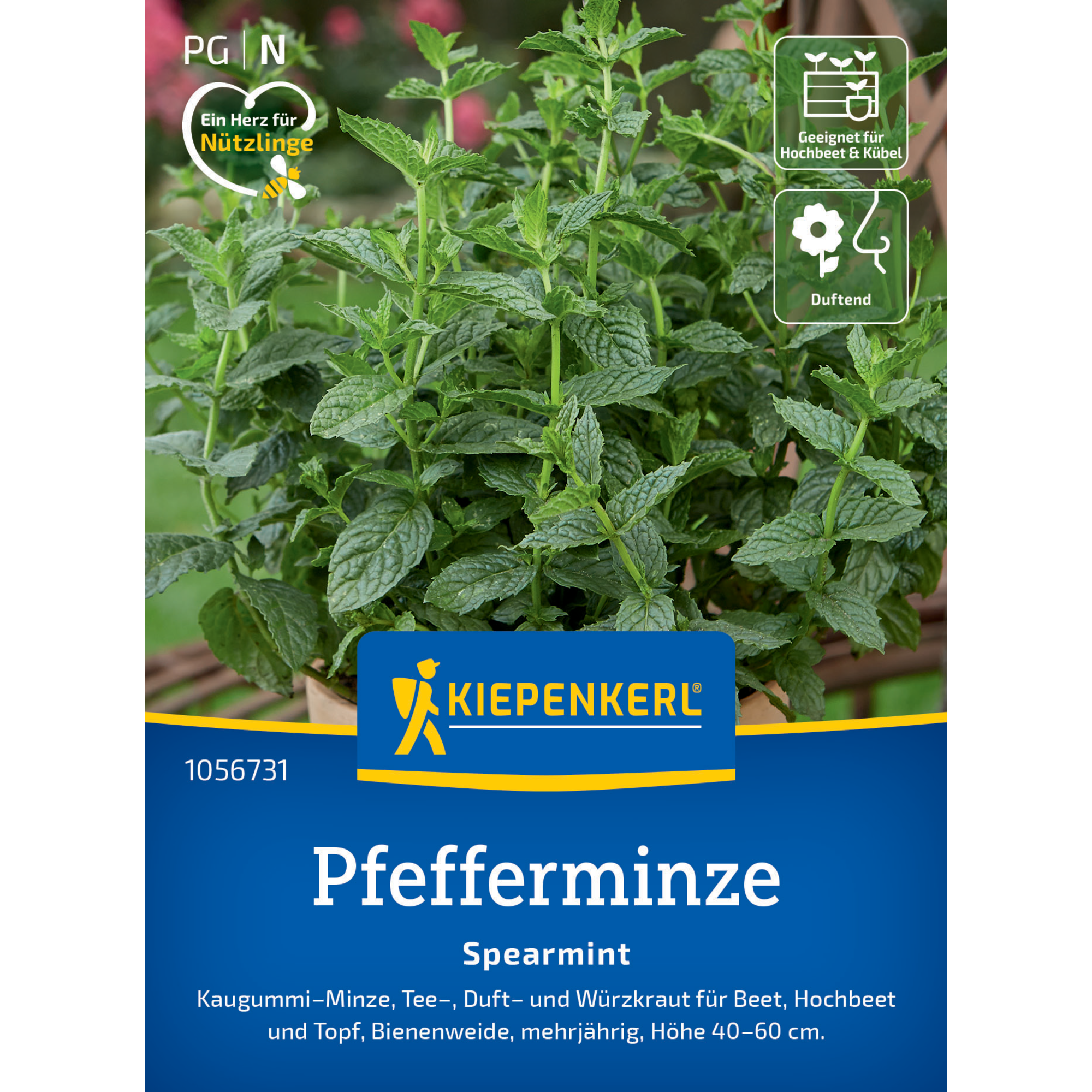 Pfefferminze 'Spearmint'