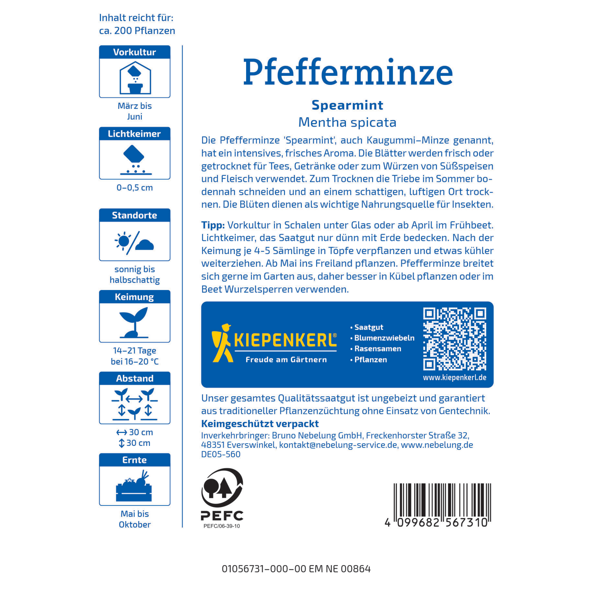 Pfefferminze 'Spearmint'