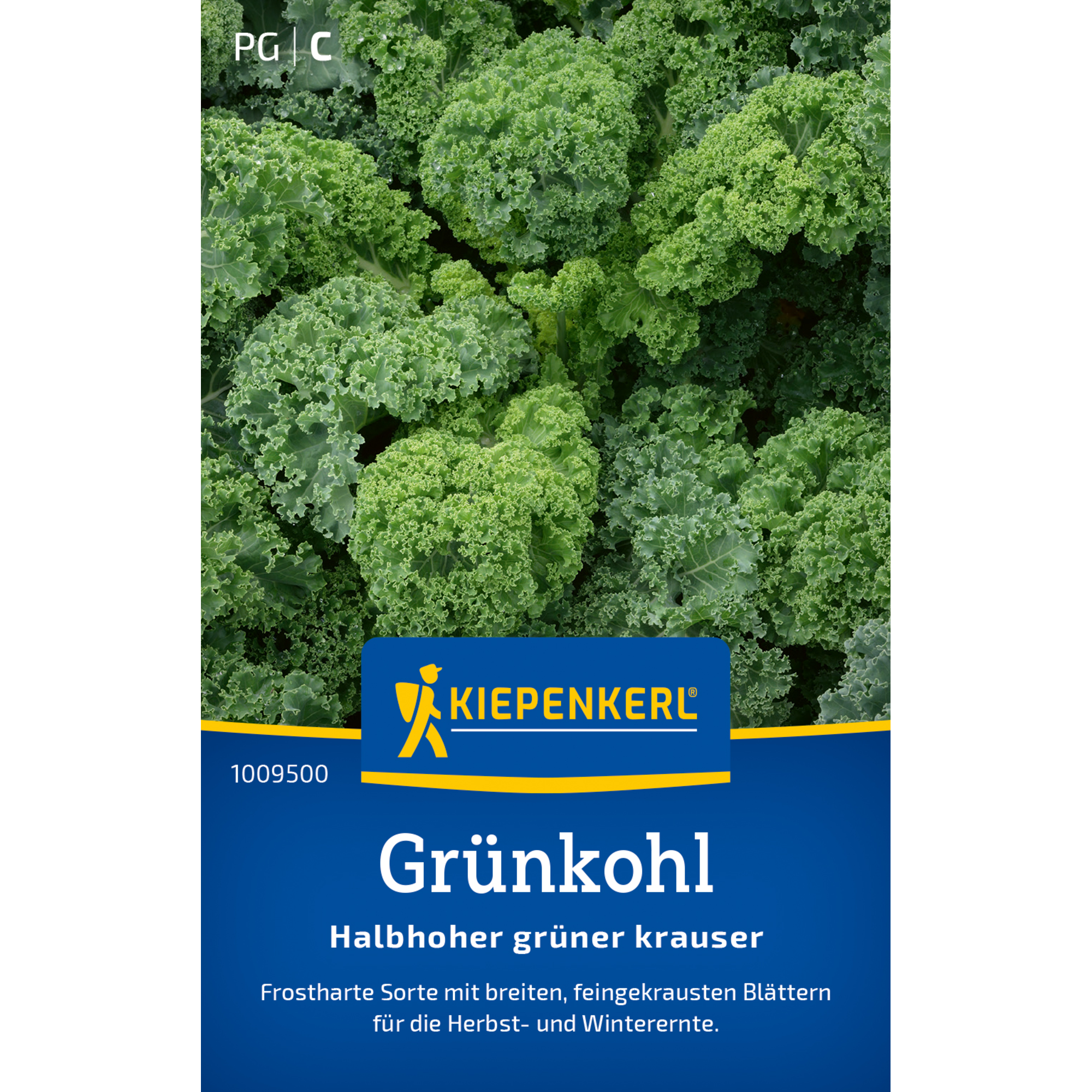 Grünkohl 'Halbhoher grüner krauser'