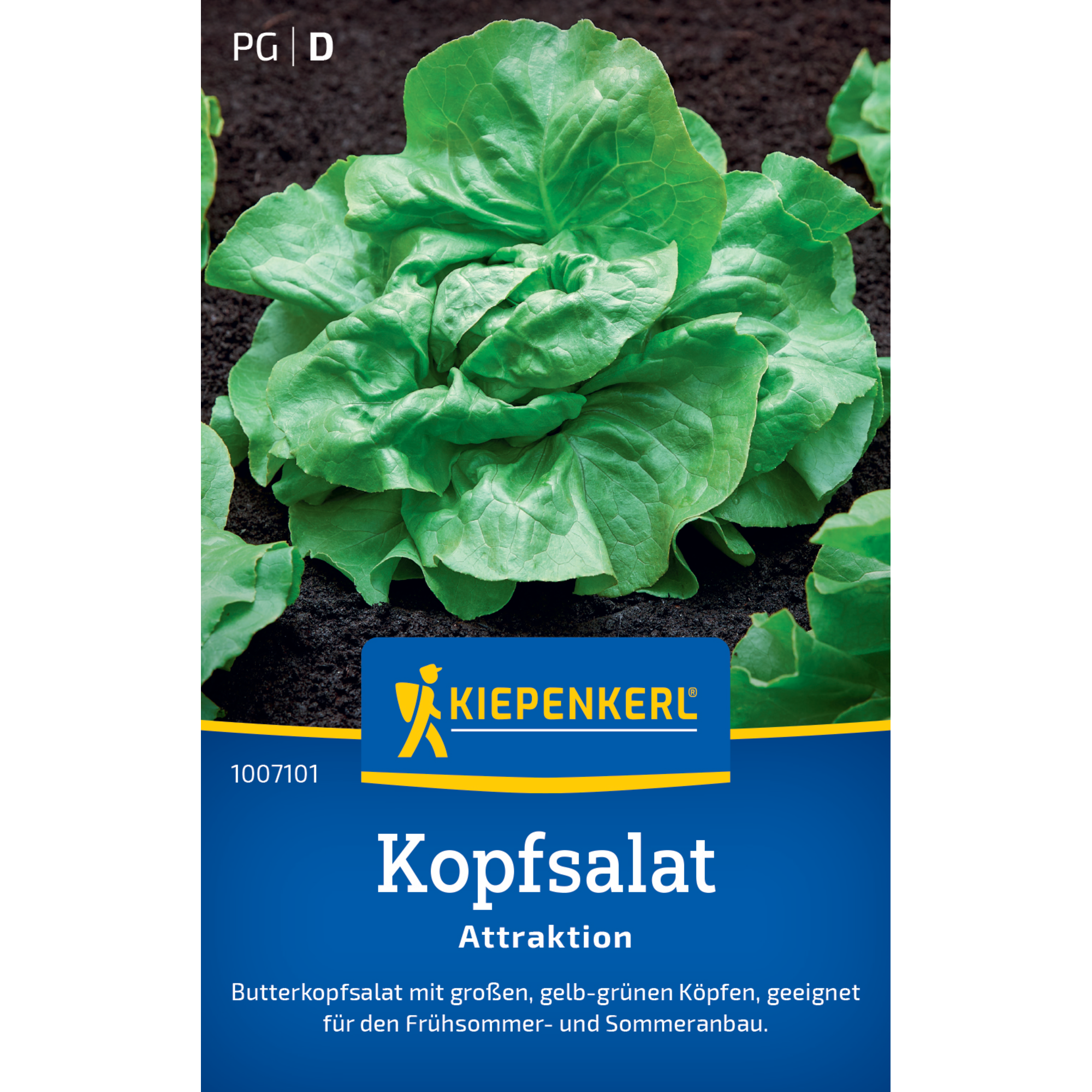 Kopfsalat 'Attraktion'