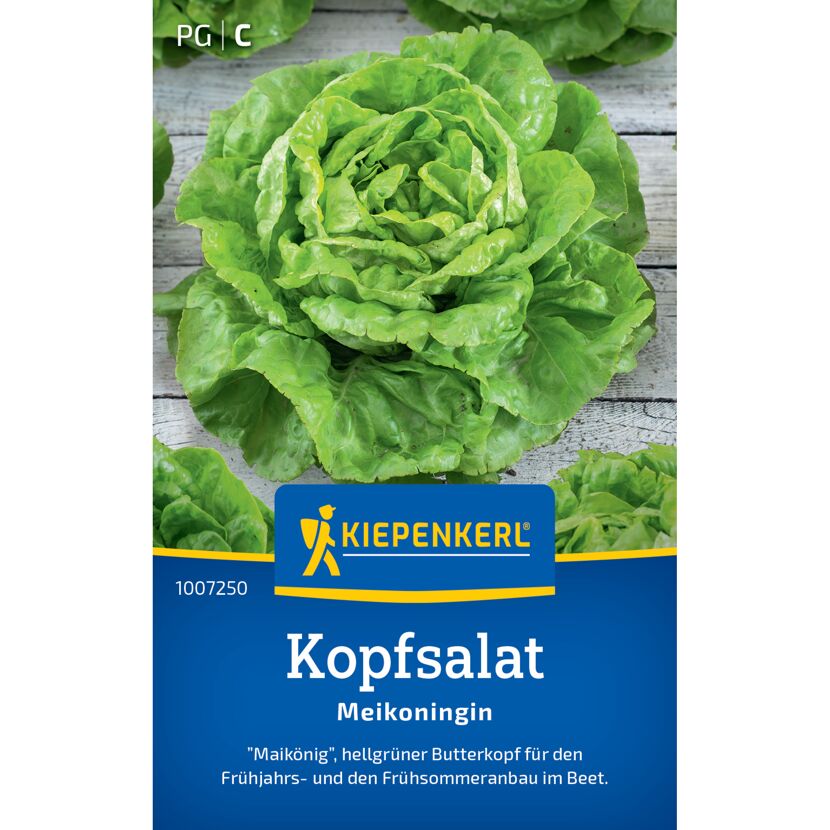 Kopfsalat 'Meikoningin'