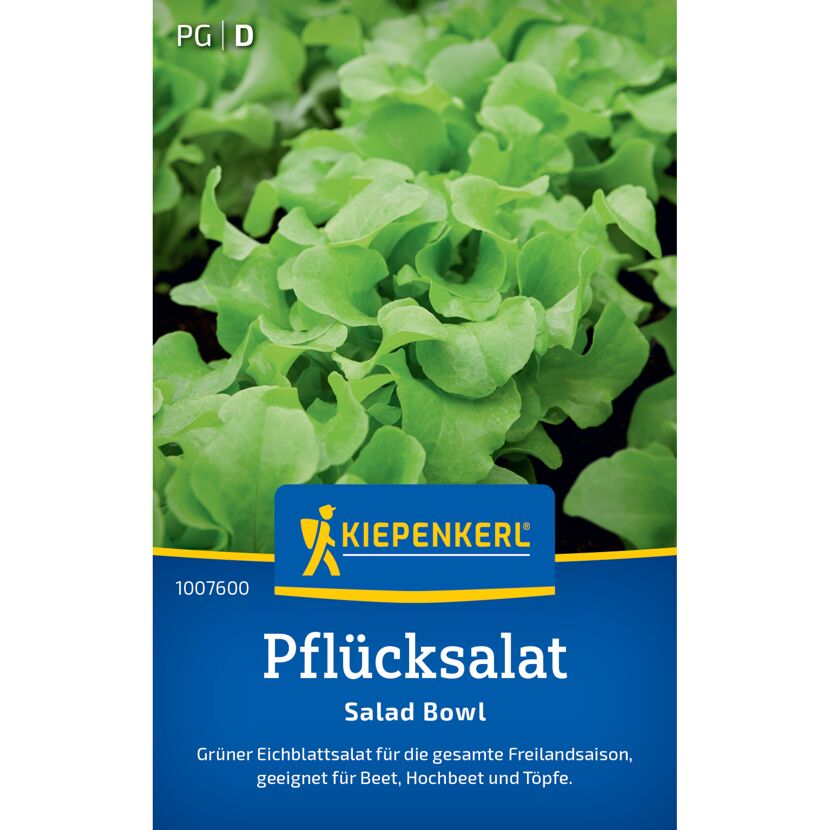 Pflücksalat 'Salad Bowl'