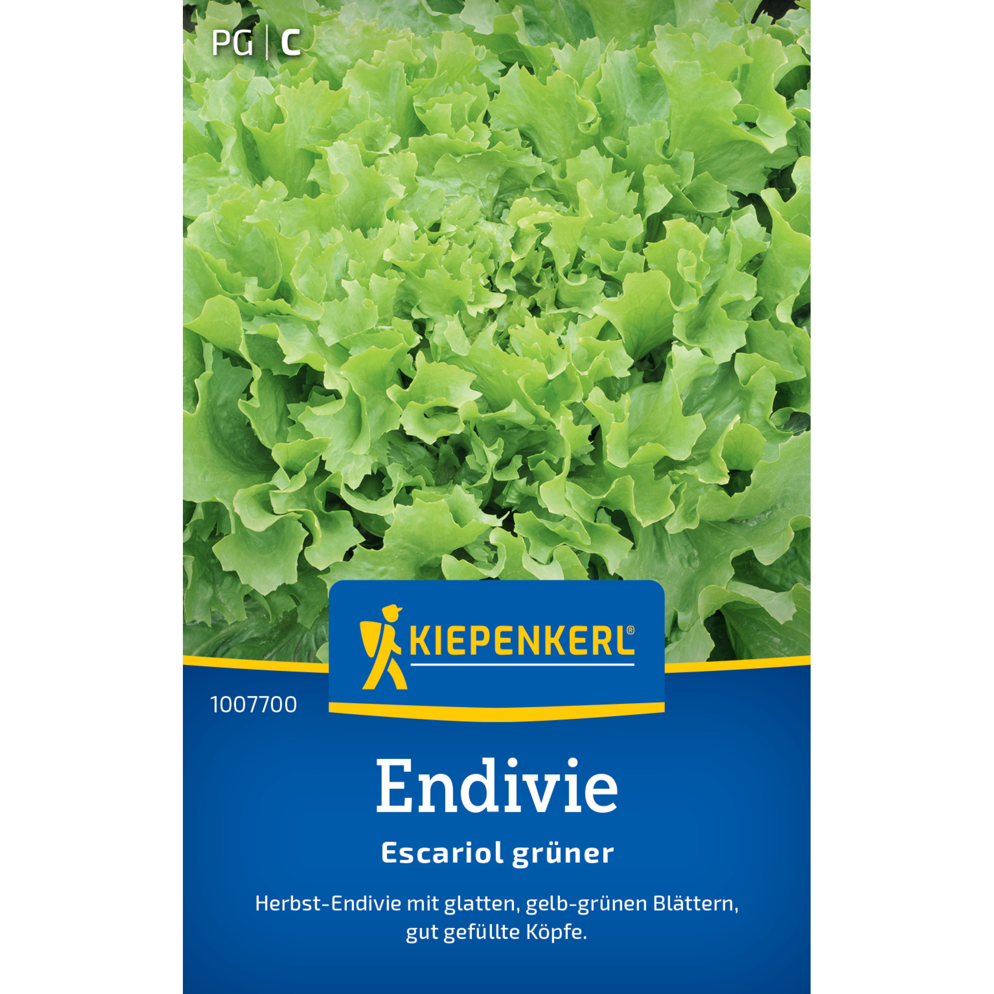 Endivie 'Escariol grüner'