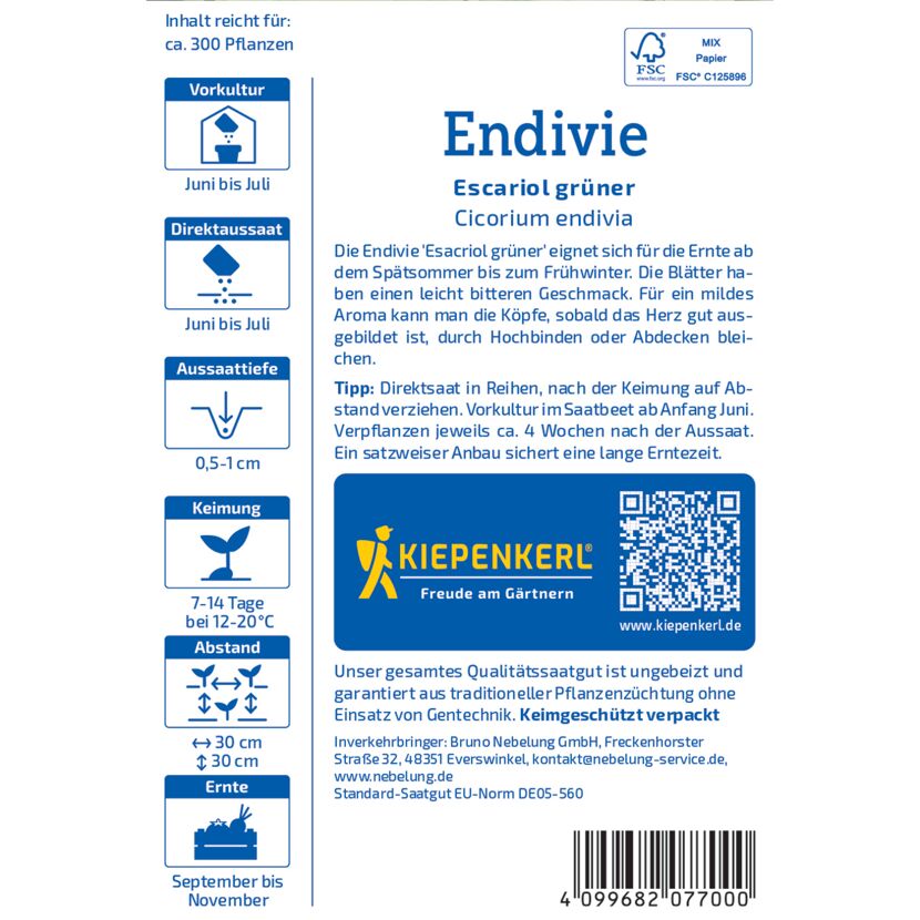 Endivie 'Escariol grüner'