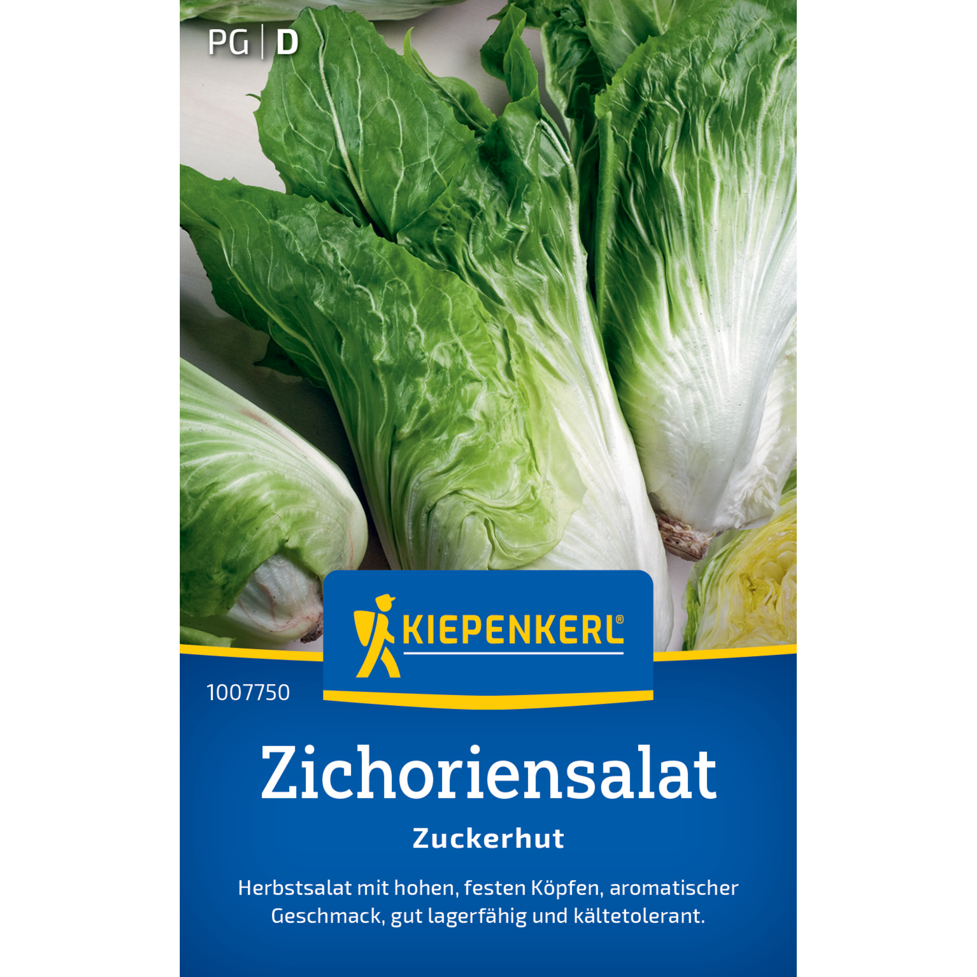 Zichoriensalat 'Zuckerhut'