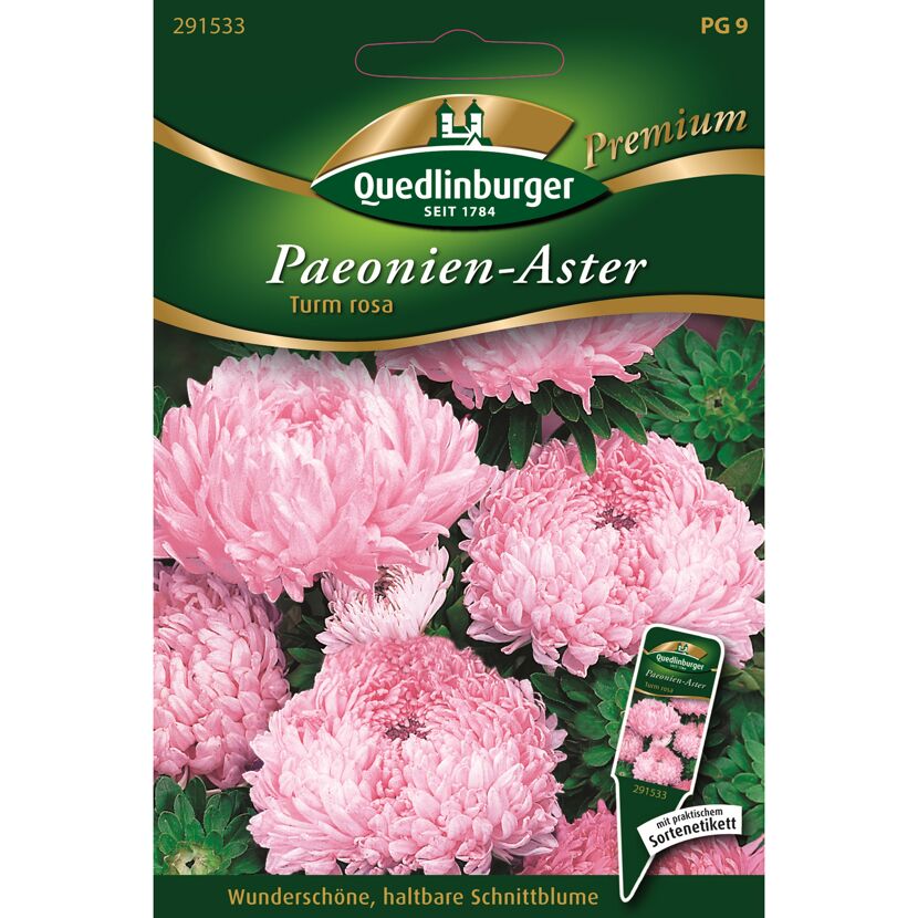 Paeonien-Aster 'Turm rosa'