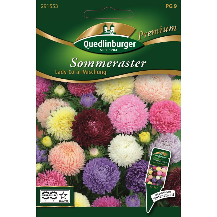 Sommeraster 'Lady Coral' Mischung