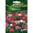 Bartnelke 'Hollandia' Mischung