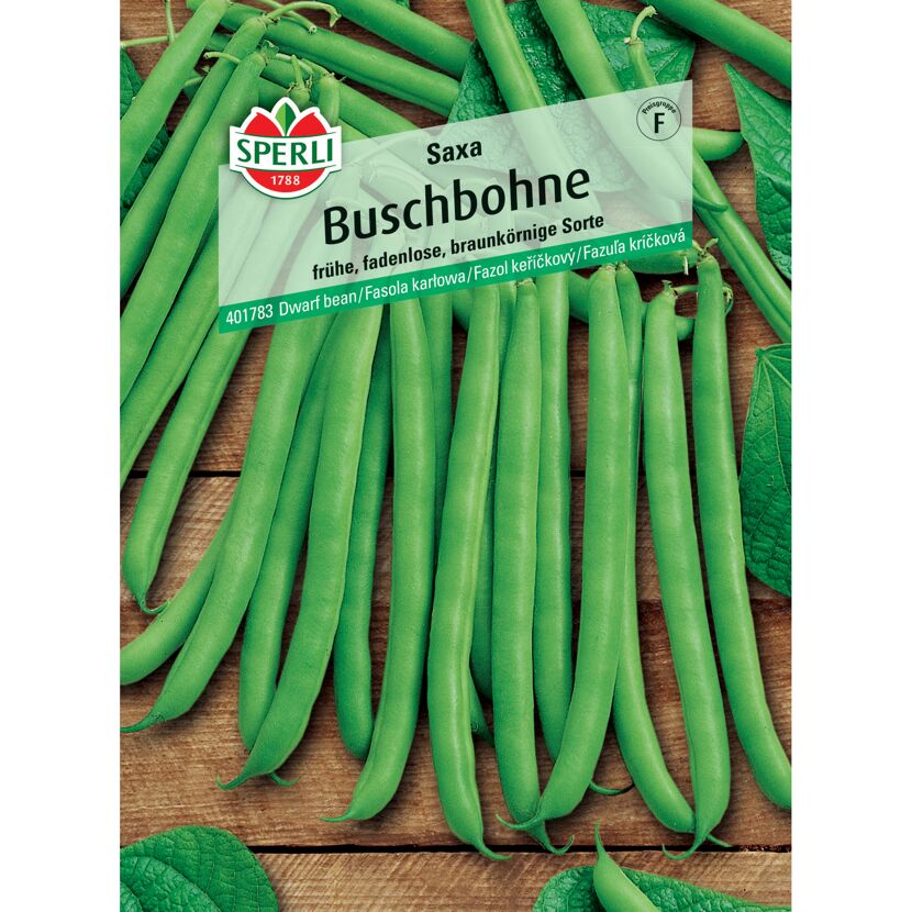 Buschbohne 'Saxa'
