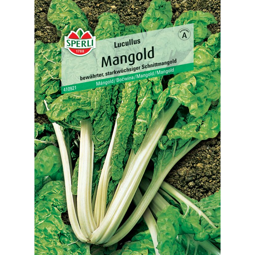 Mangold 'Lucullus'