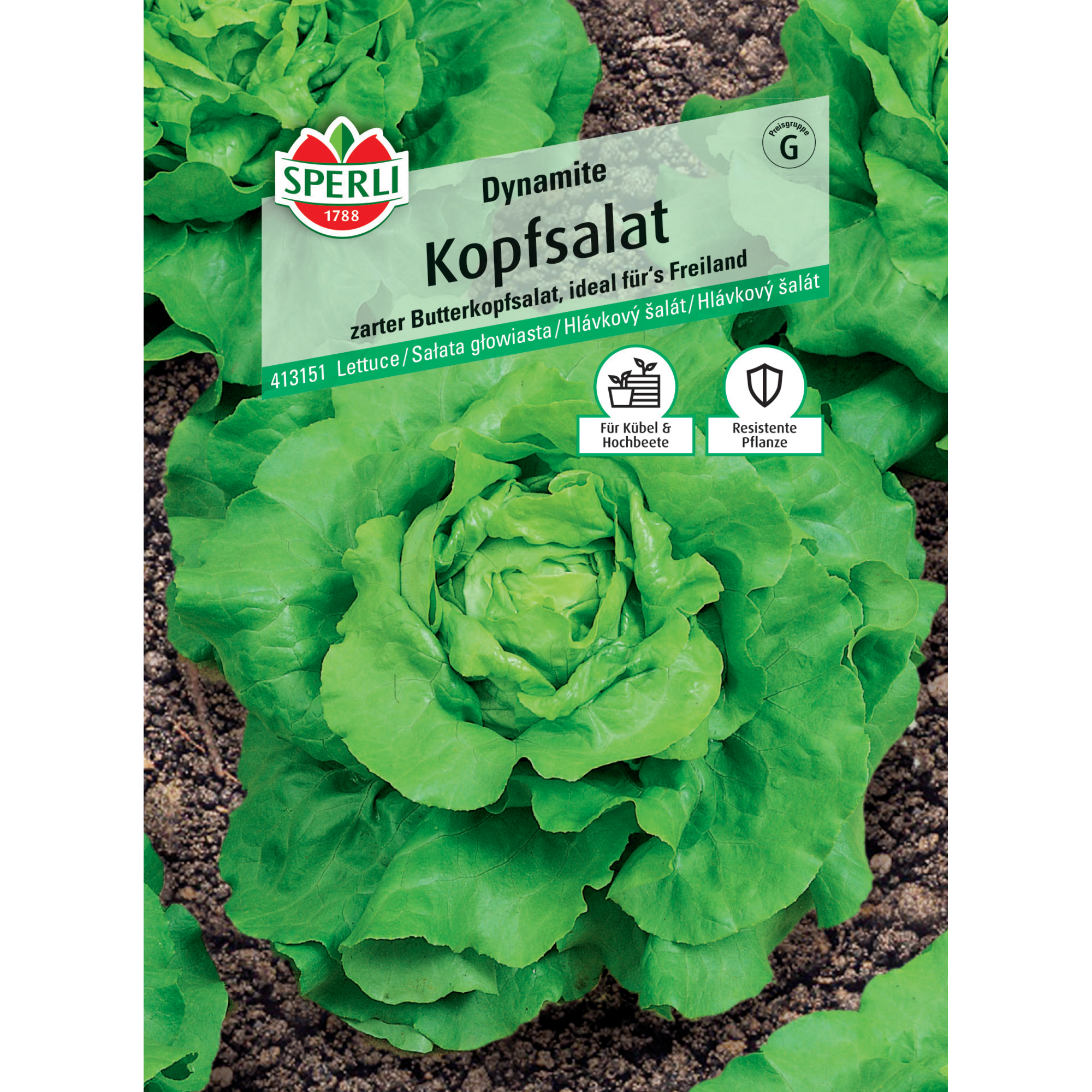 Kopfsalat 'Dynamite'