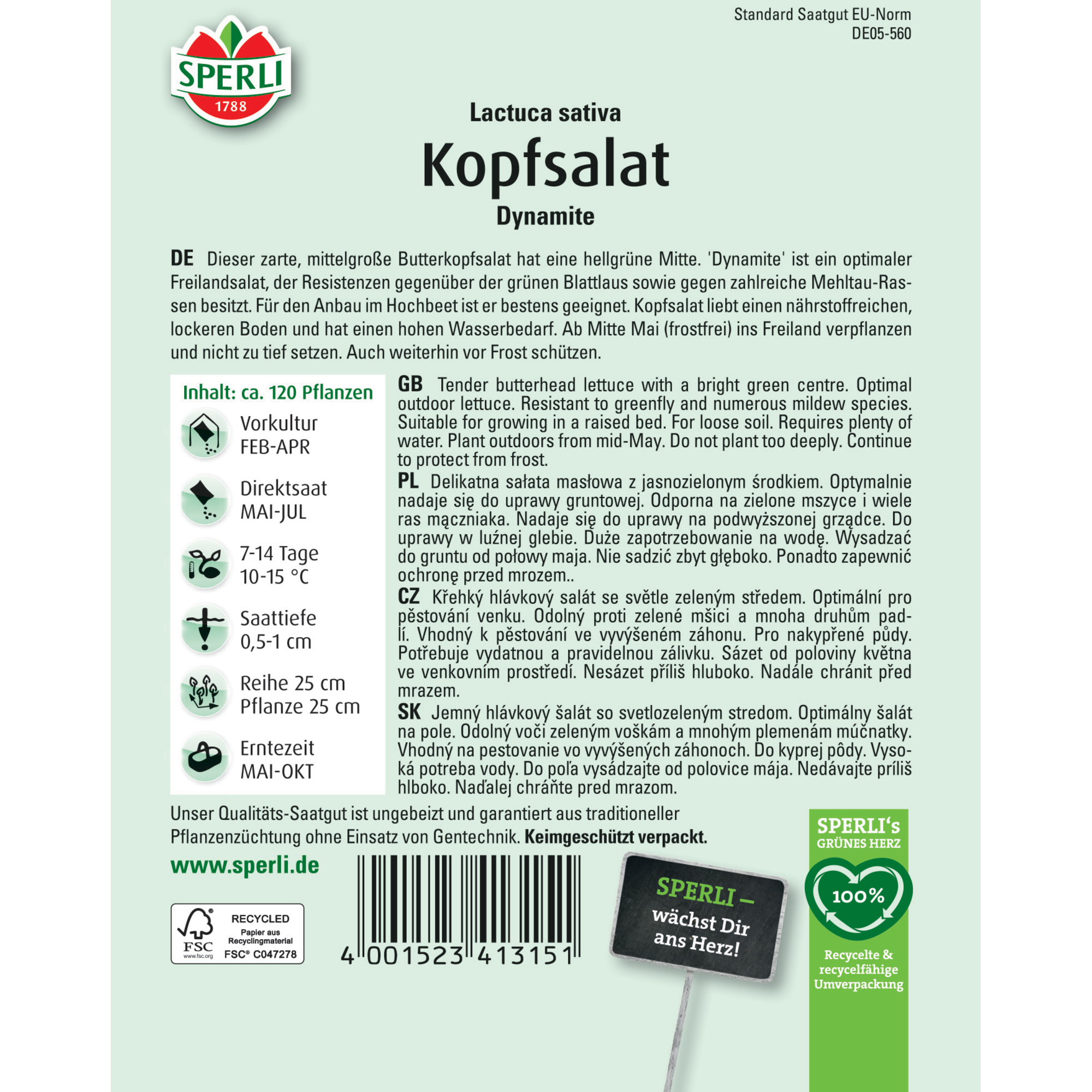 Kopfsalat 'Dynamite'