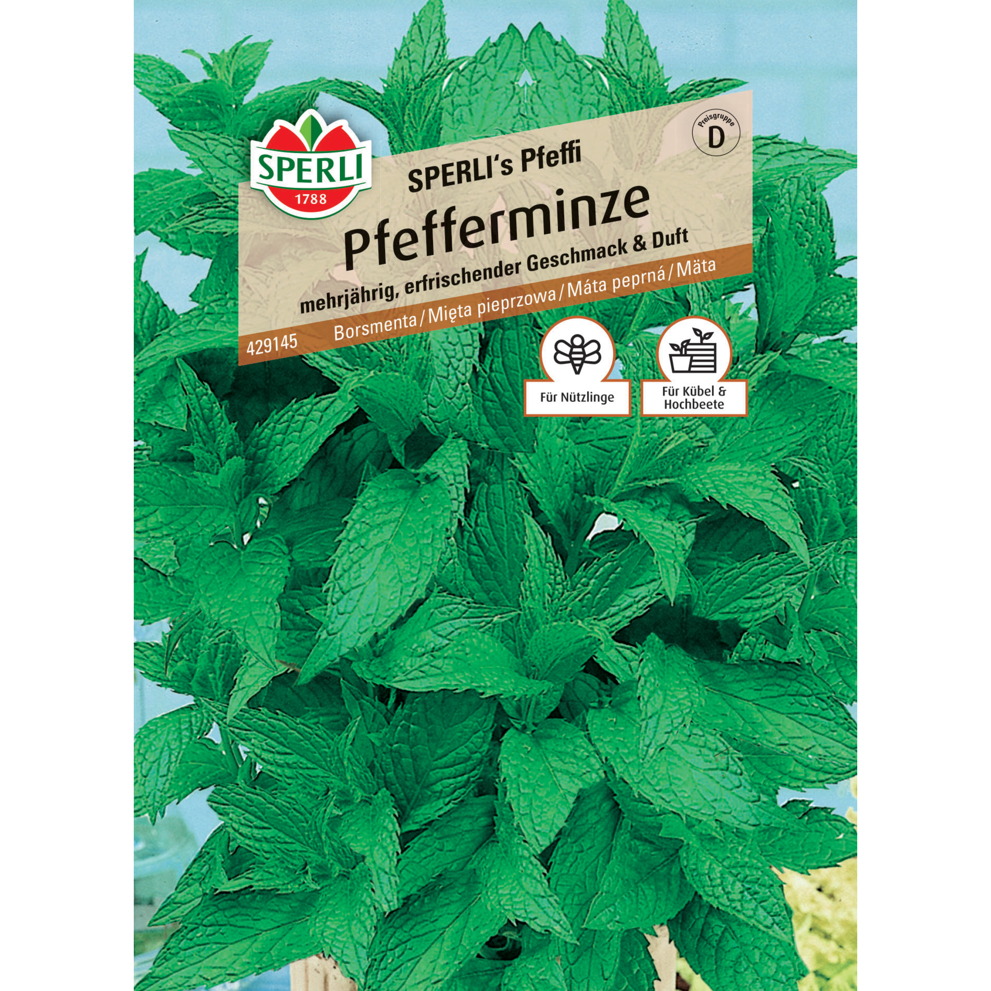 Pfefferminze 'SPERLI's Pfeffi'