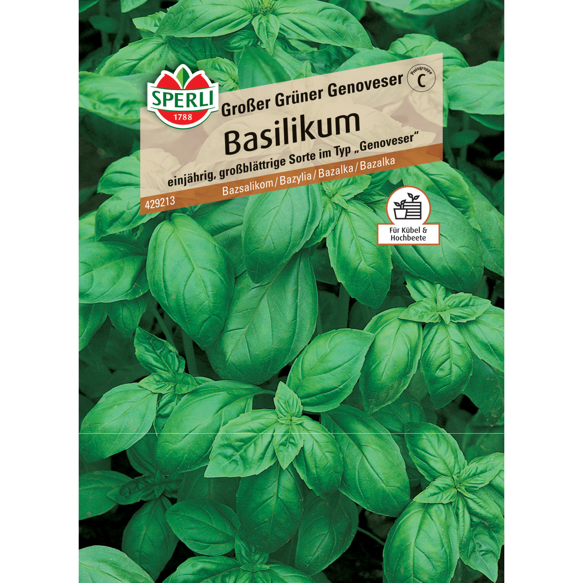 Basilikum 'Großer Grüner Genoveser'