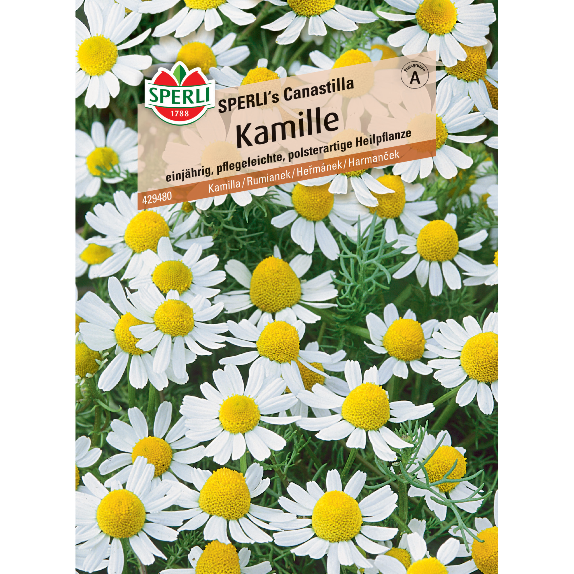 Kamille 'SPERLI's Canastilla'