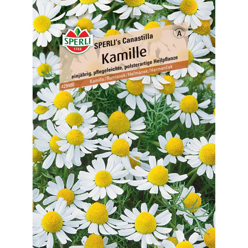 Kamille 'SPERLI's Canastilla'