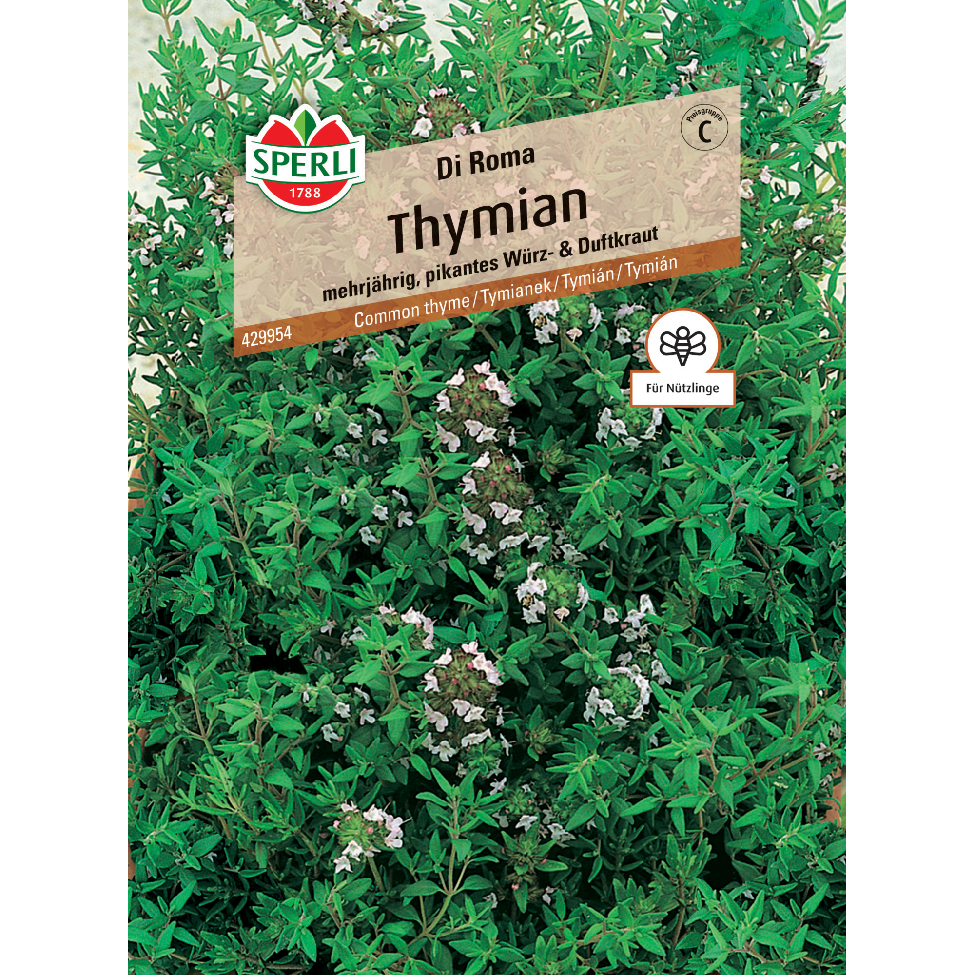 Thymian 'Di Roma'