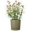 Pflanzgefäß '235 Plano+' Kunststoff Moss green Ø 28,8 x 29 cm