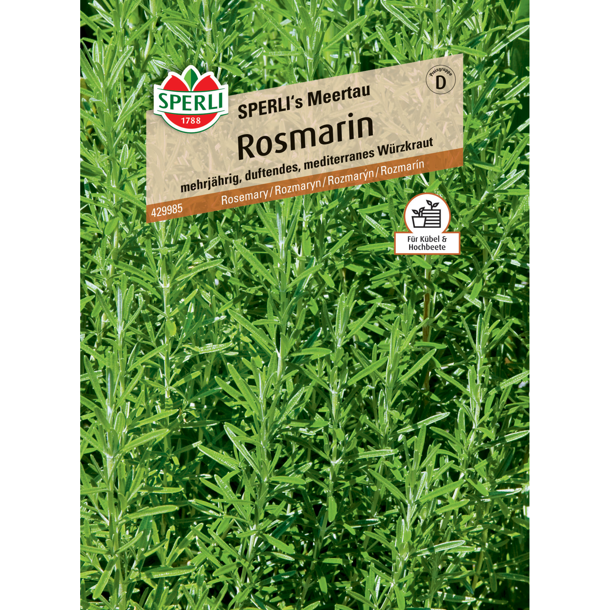 Rosmarin 'SPERLI's Meertau'