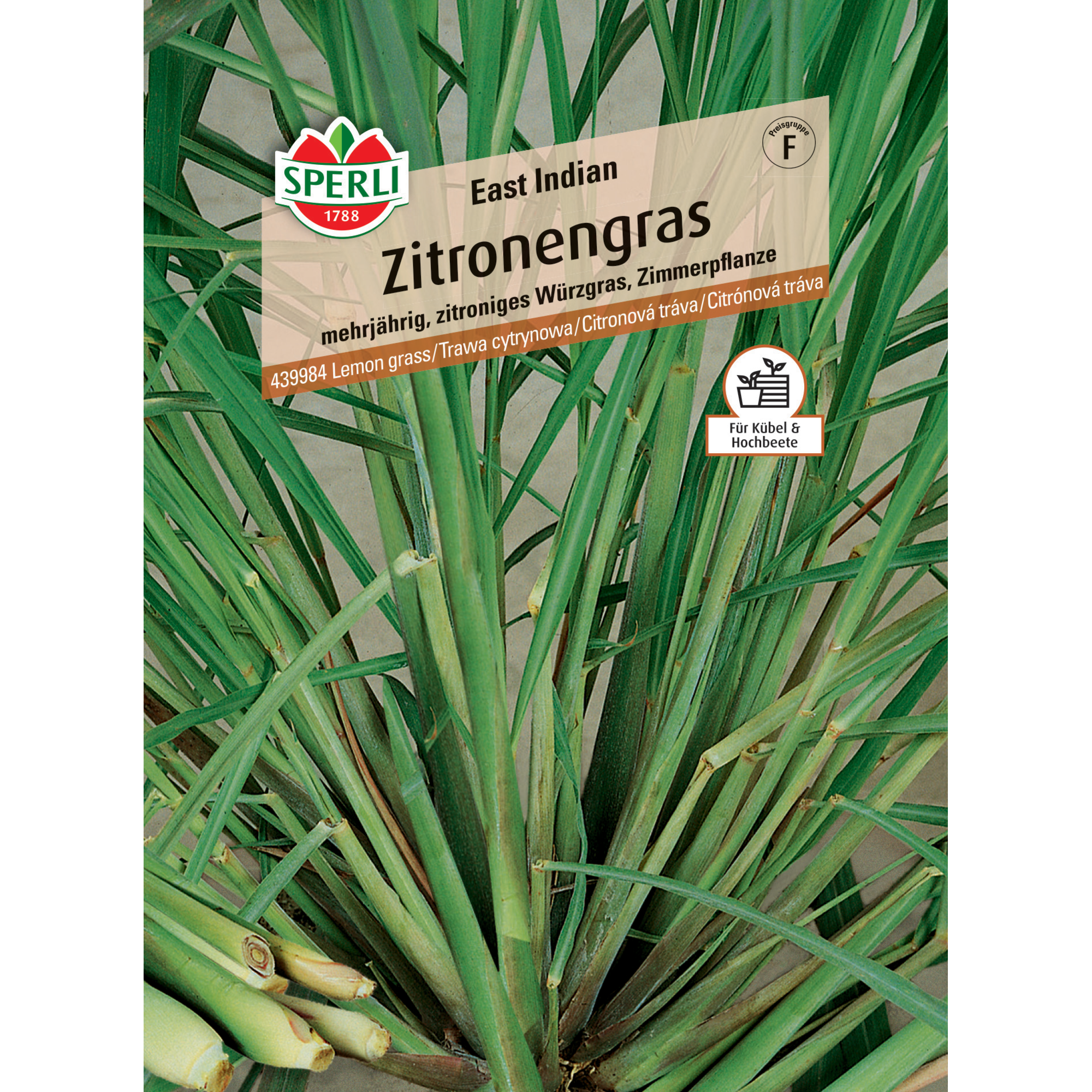 Zitronengras 'East Indian'