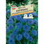 Kornblume 'Blauer Junge'
