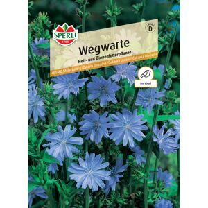 Wegwarte