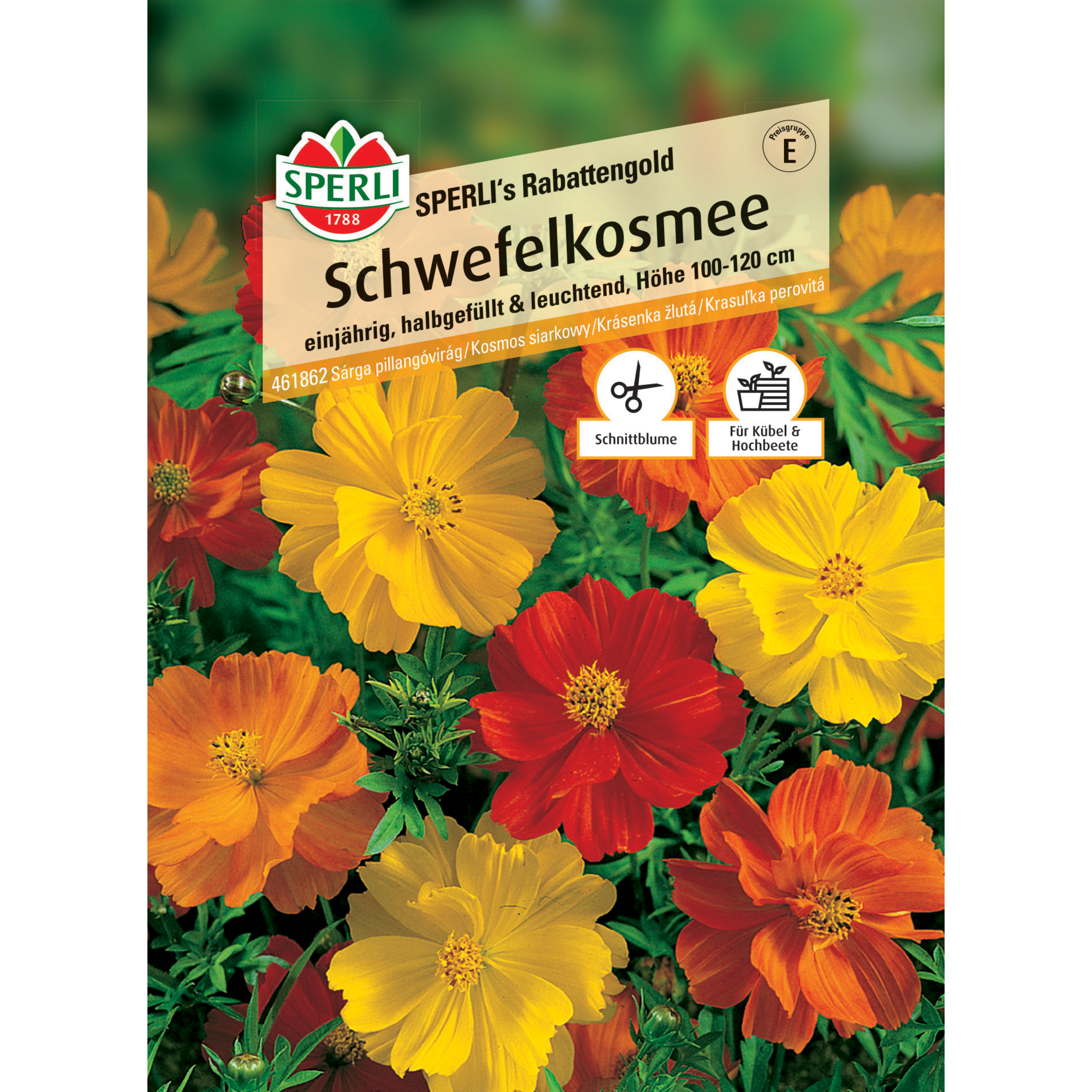 Schwefelkosmeen 'SPERLI's Rabattengold'