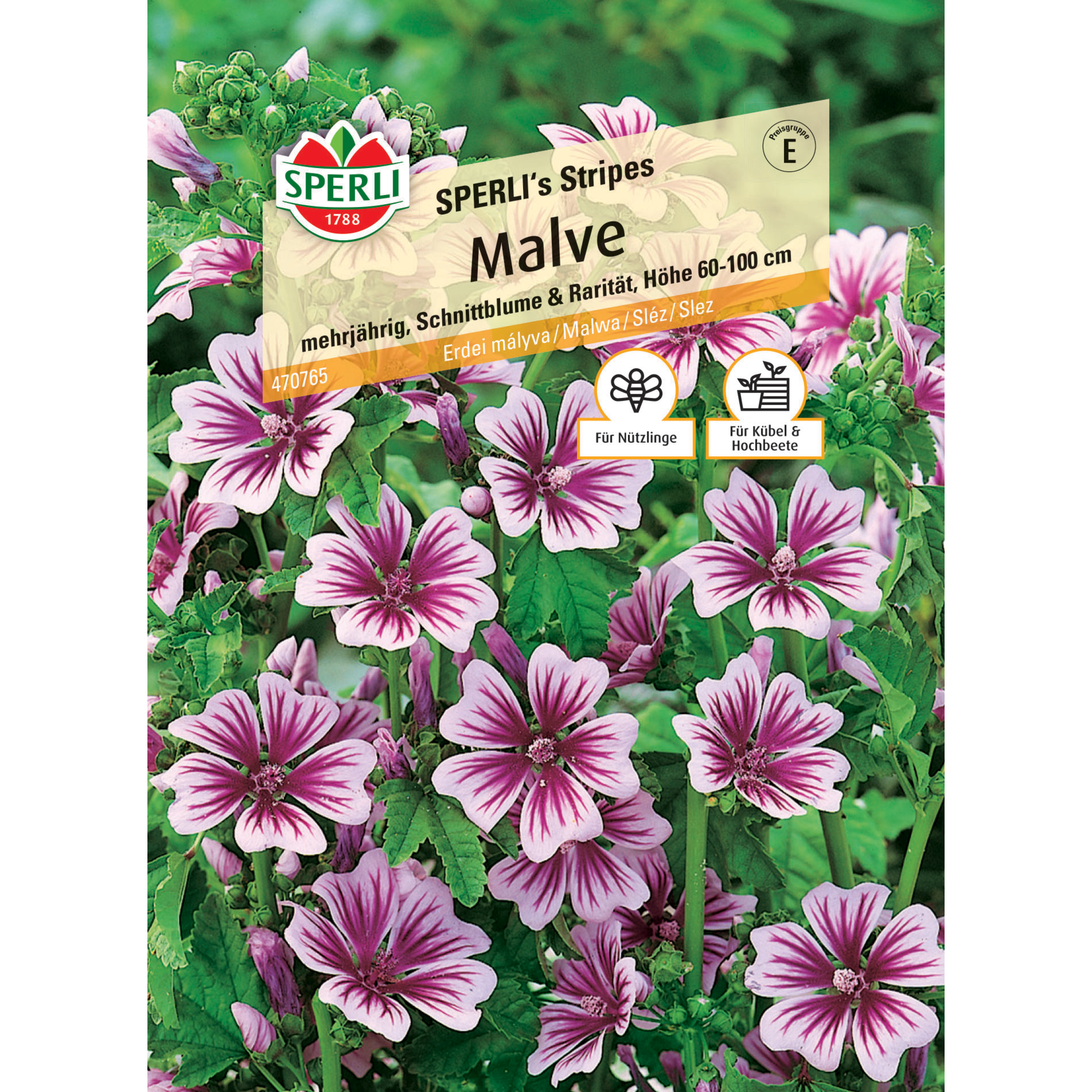 Malve 'SPERLI's Stripes'