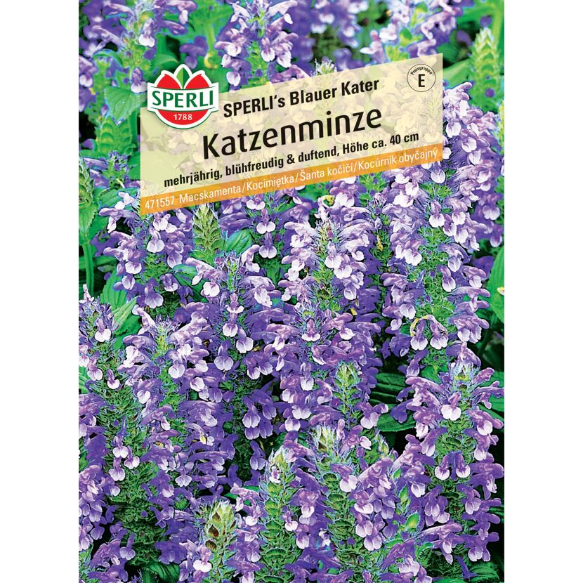Katzenminze 'SPERLI's Blauer Kater'