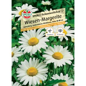 Wiesen-Margerite 'SPERLI's Schneeweißchen'