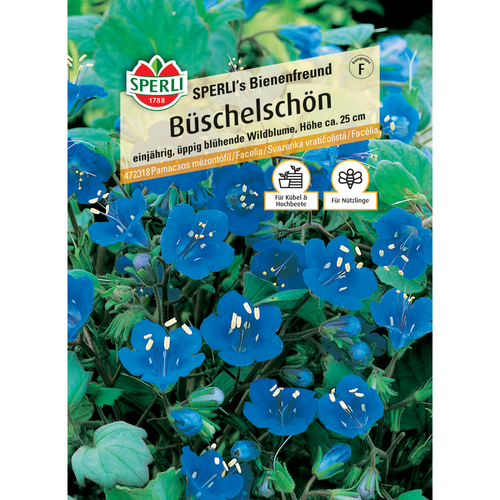 Büschelschön 'SPERLI's Bienenfreund'