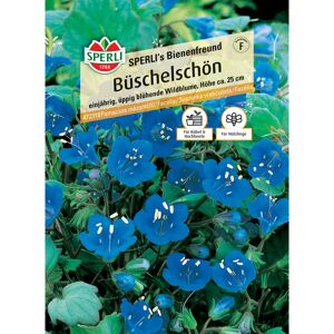 Büschelschön 'SPERLI's Bienenfreund'