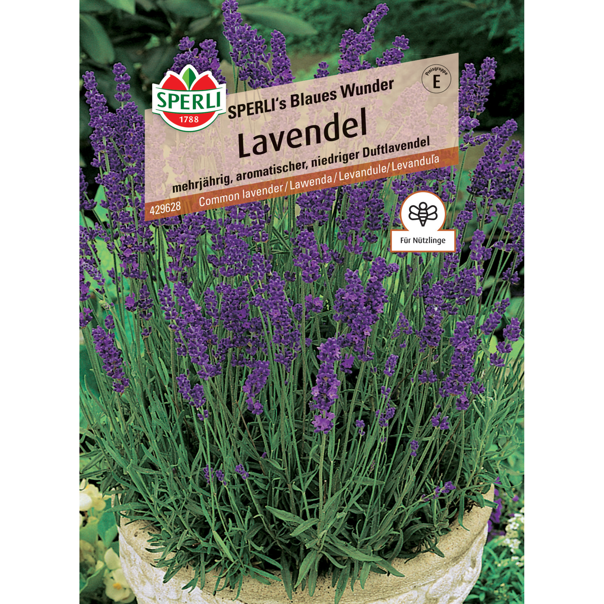 Lavendel 'SPERLI's Blaues Wunder'