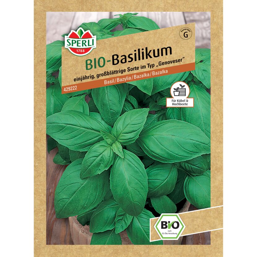BIO-Basilikum 'Großer Grüner Genoveser'