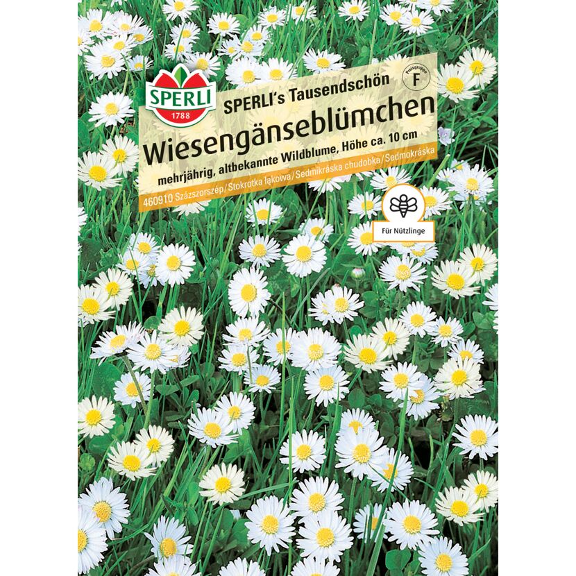 Wiesengänseblümchen 'SPERLI's Tausendschön'