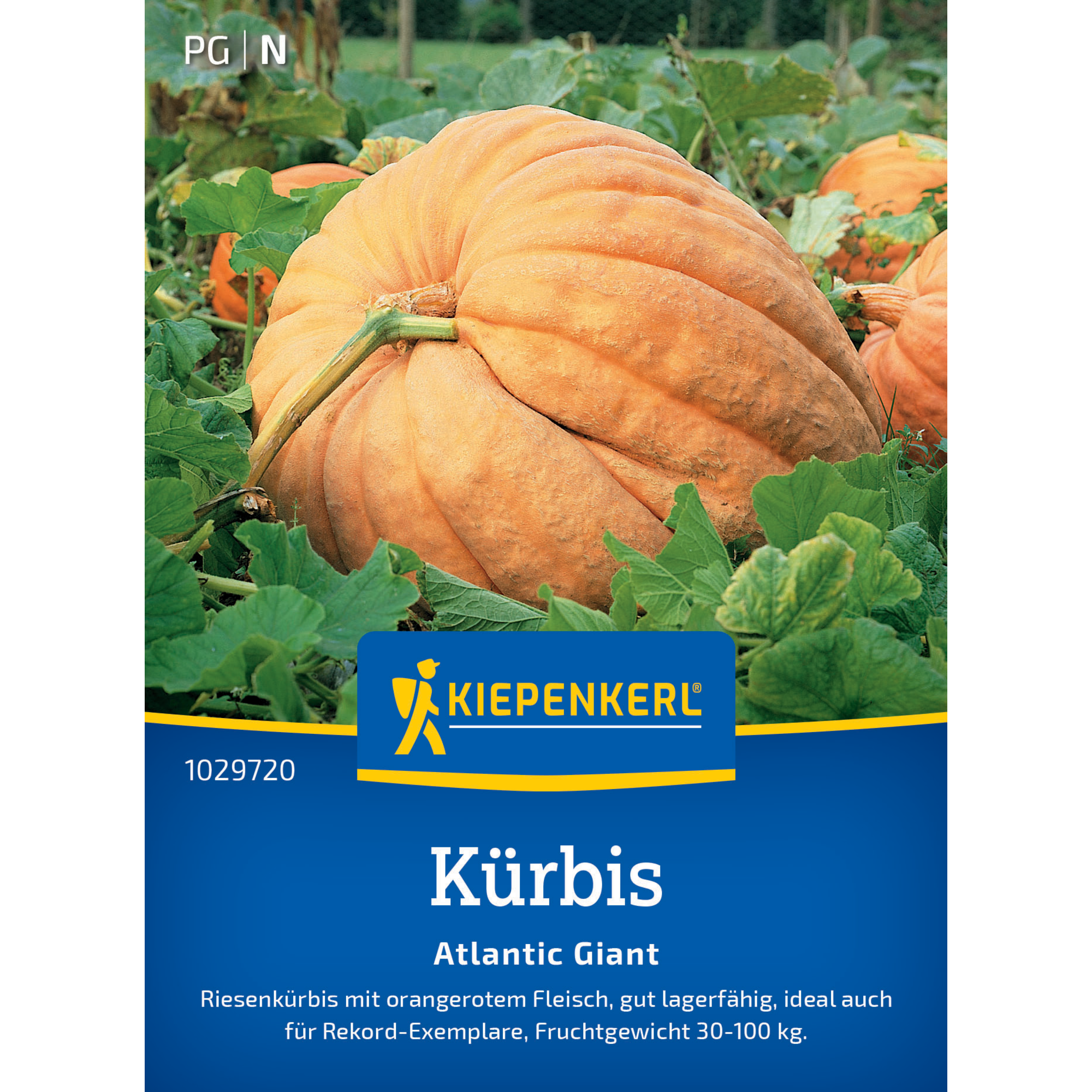 Kürbis 'Atlantic Giant'