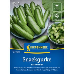 Snackgurke 'Salamanda' F1-Hybride