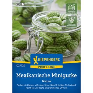Mexikanische Minigurke 'Mateo'