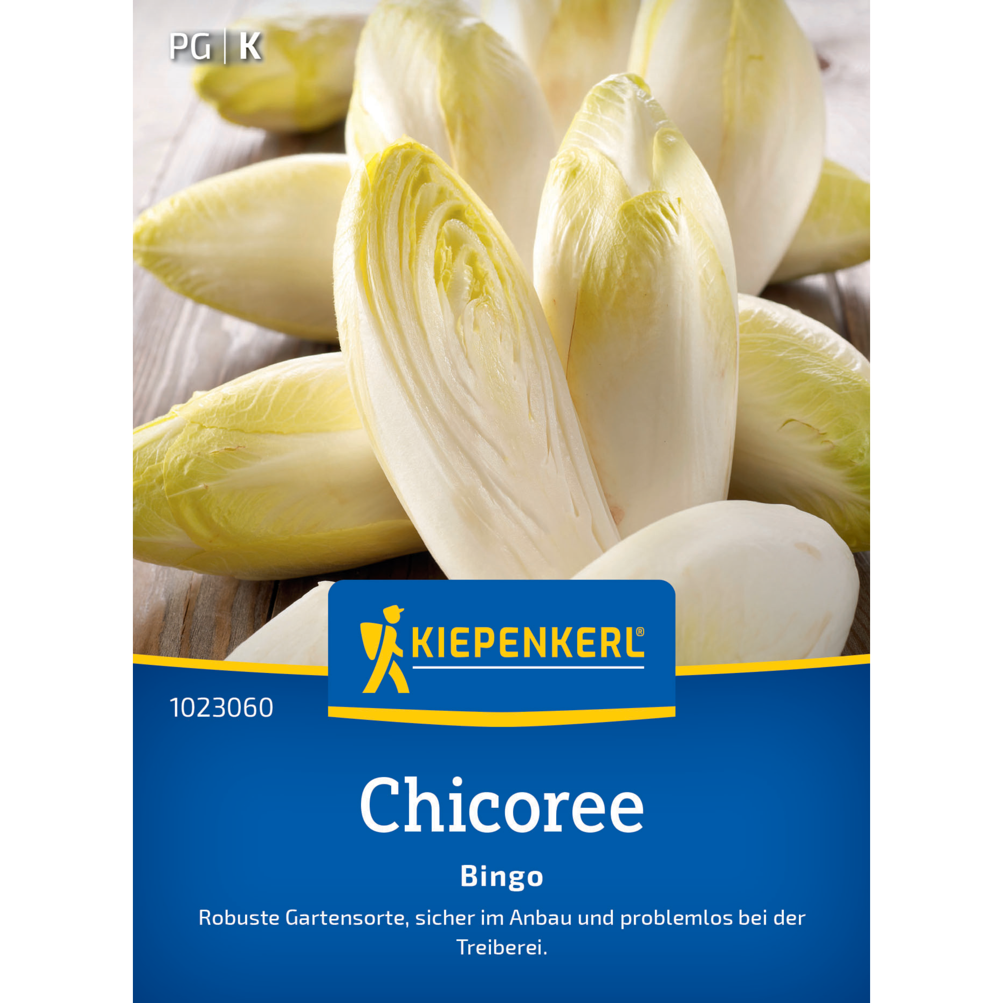 Chicoree 'Bingo' F1-Hybride